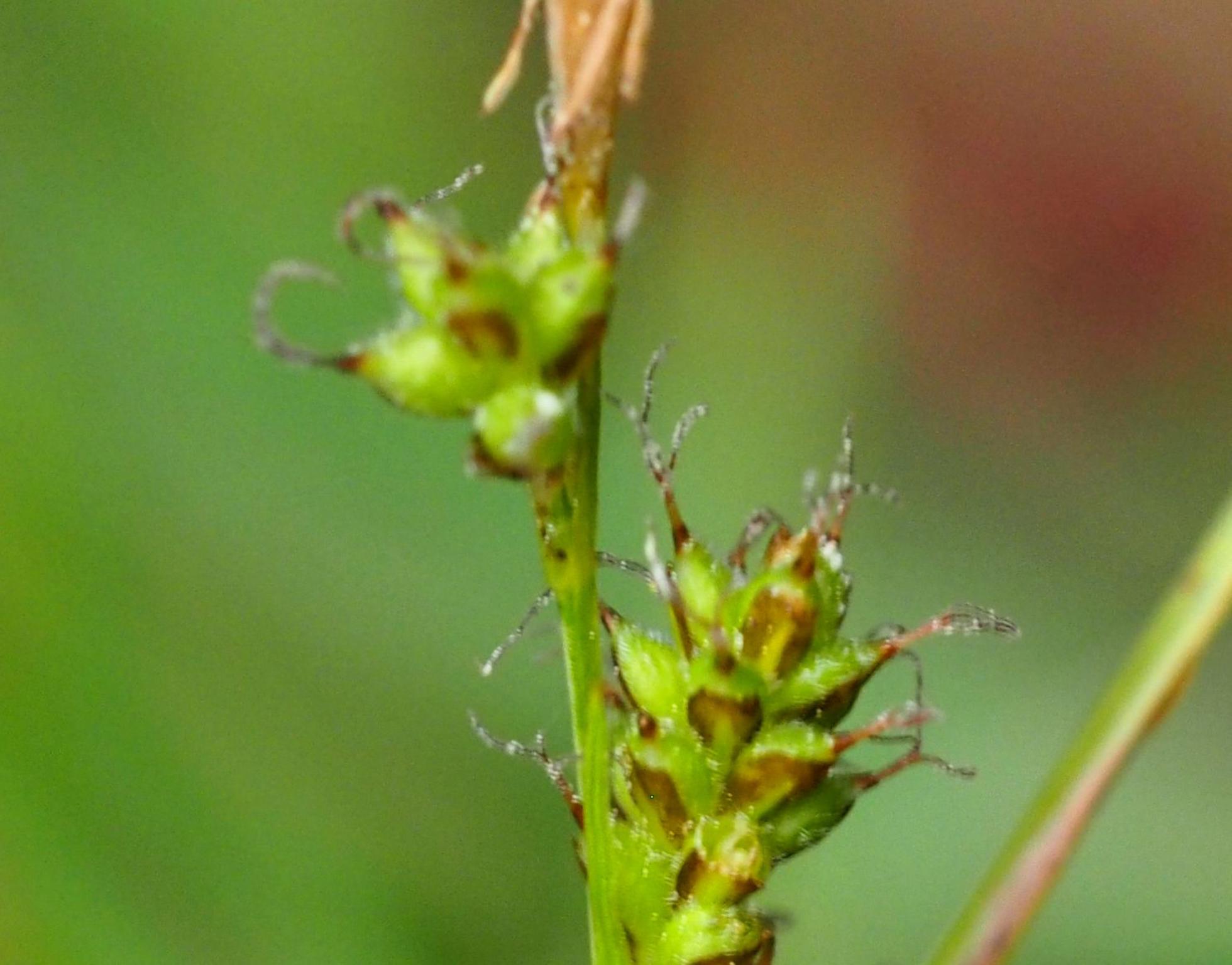 Sedge, Umbrosa